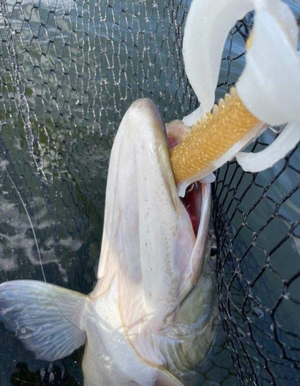BamBam Bait Co. | Bowfin Jr.
