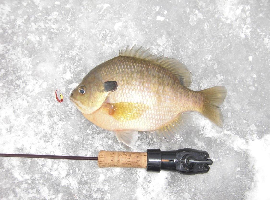 Pin Point Plastics | Line through rods – Taps and Tackle Co.